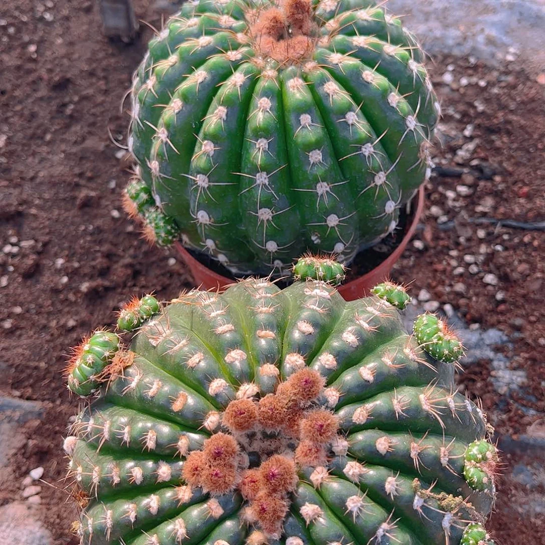 知**乐谢美玉两个1️⃣一一一一