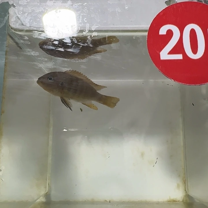 海水201号狮子湾黄金斑马母鱼