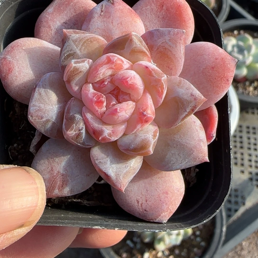 小卡拉米糖心一物一拍