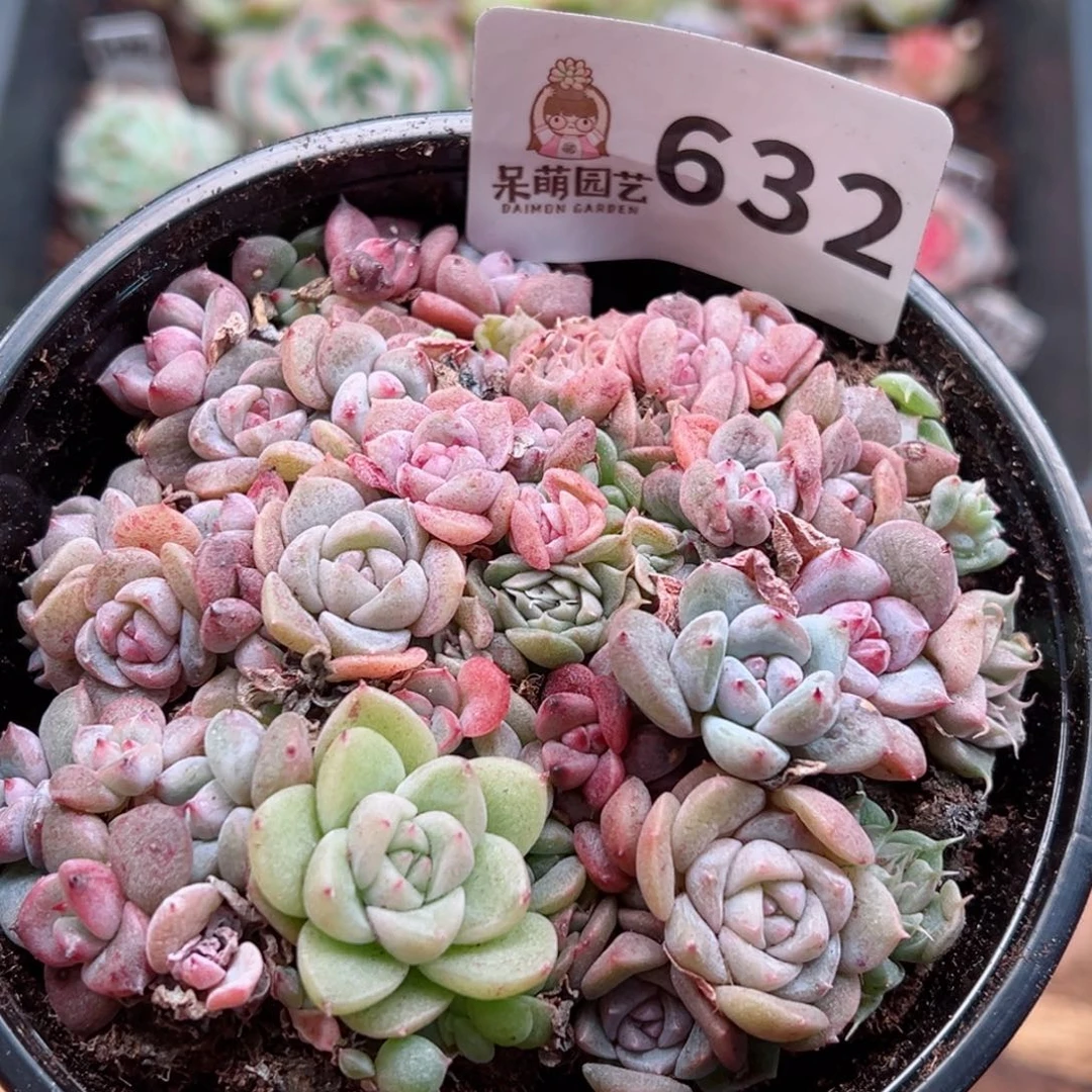 多肉植物多肉植物