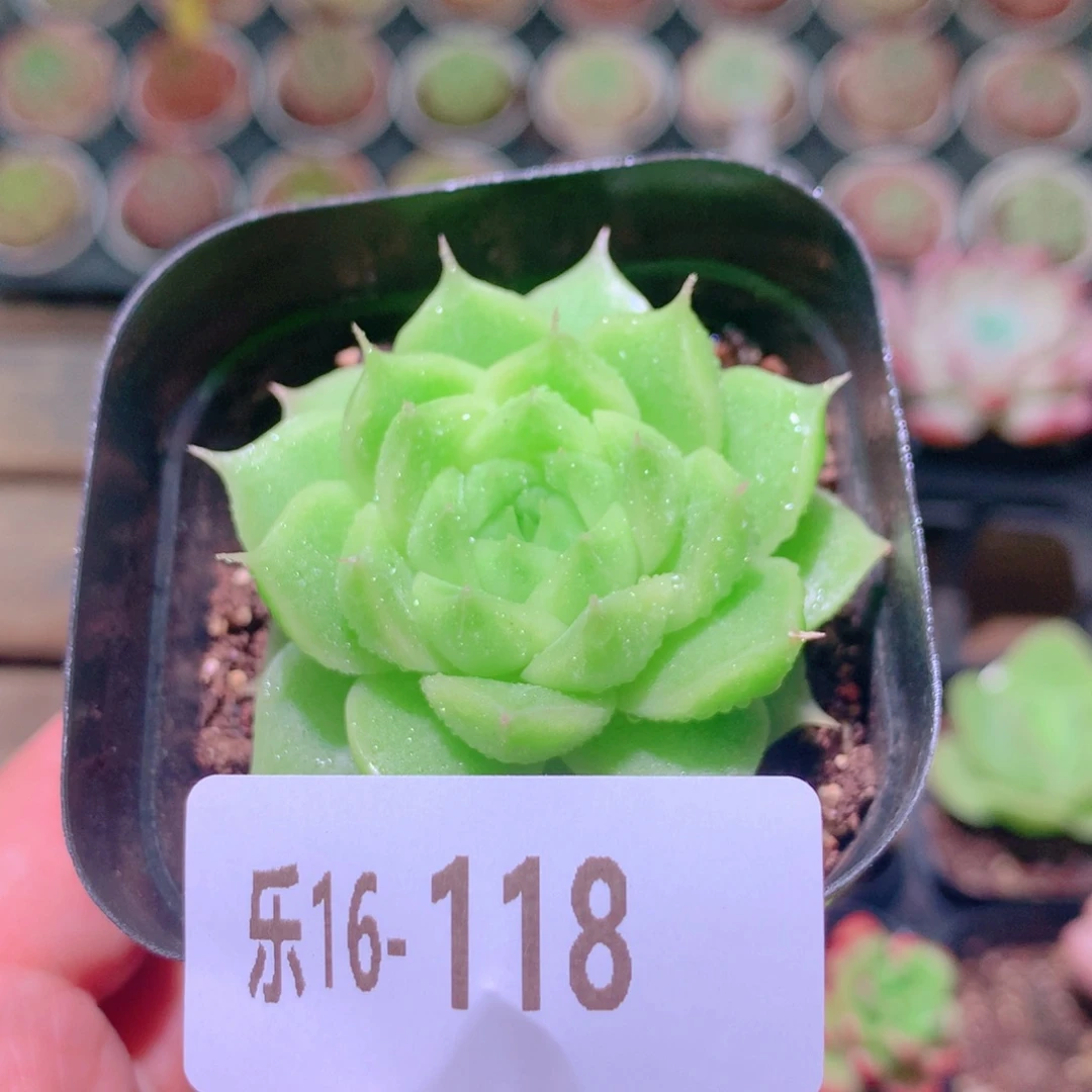 乐然16-118 麦秆单头