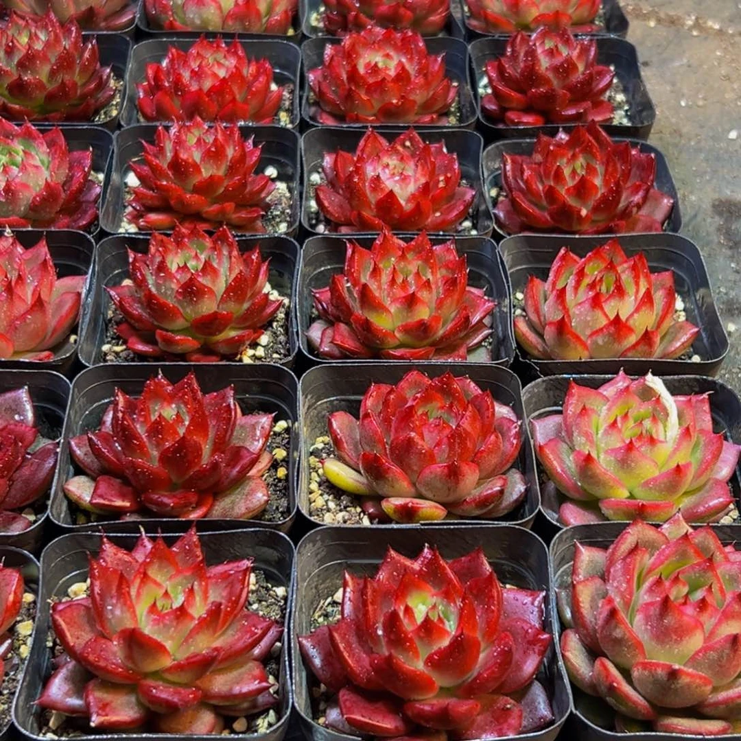 挣***的123多肉菜市场上有很多