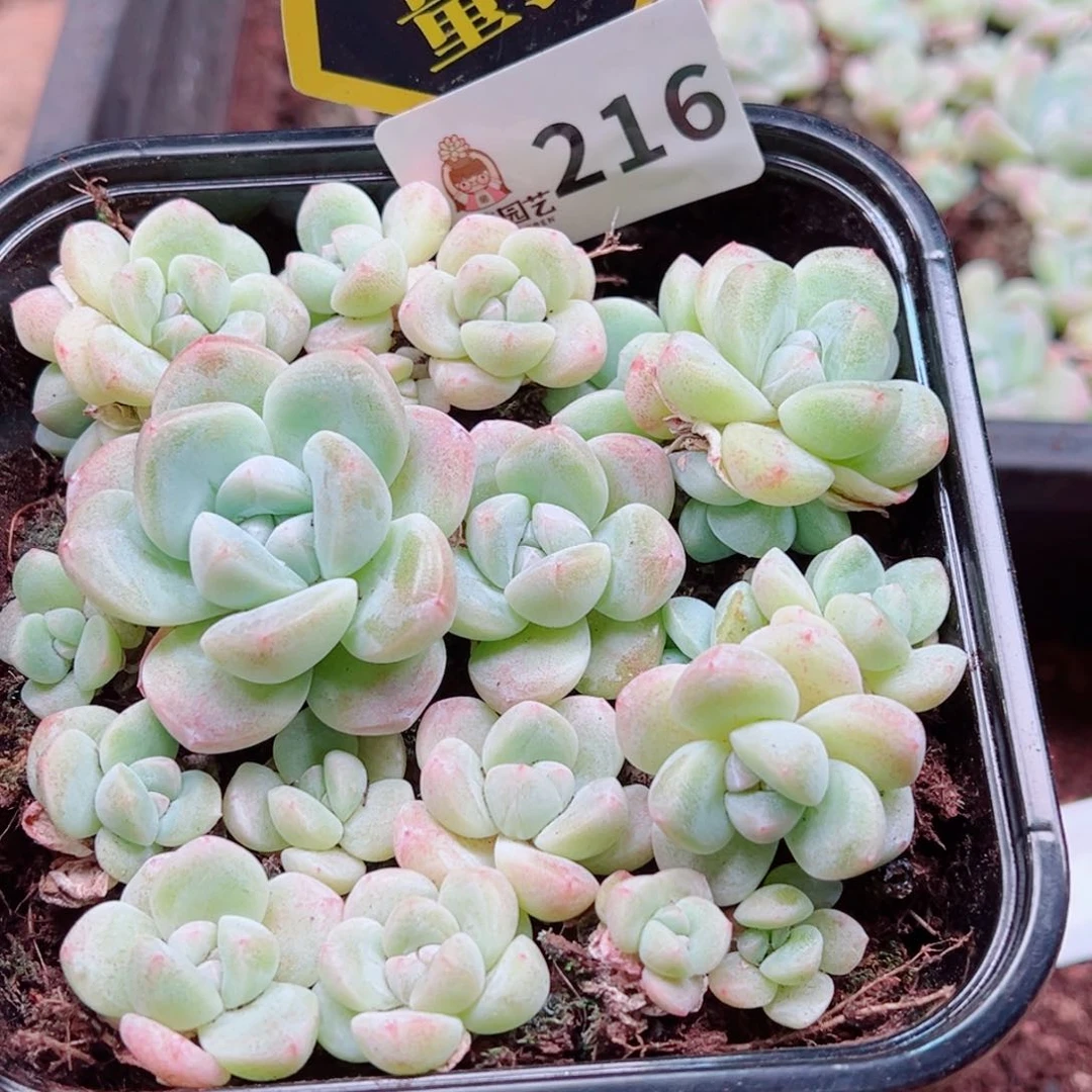 多肉植物多肉植物