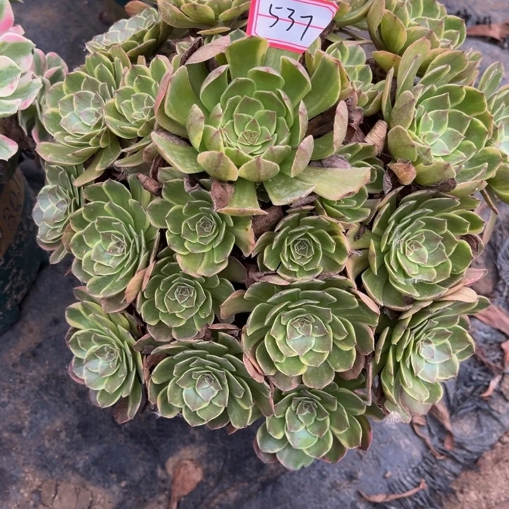 寒***时537半夏多肉植物法师