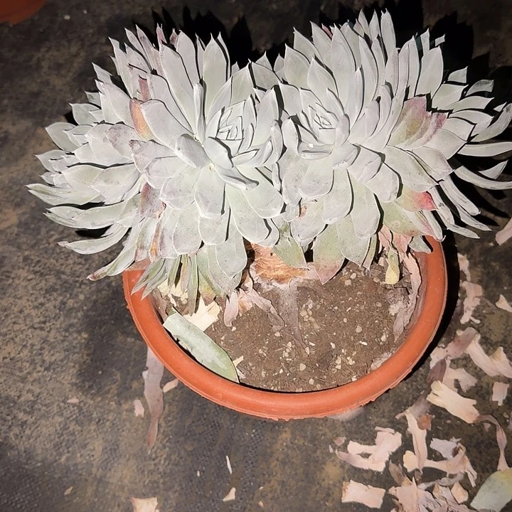 无***了苹果叶仙女杯多肉植物