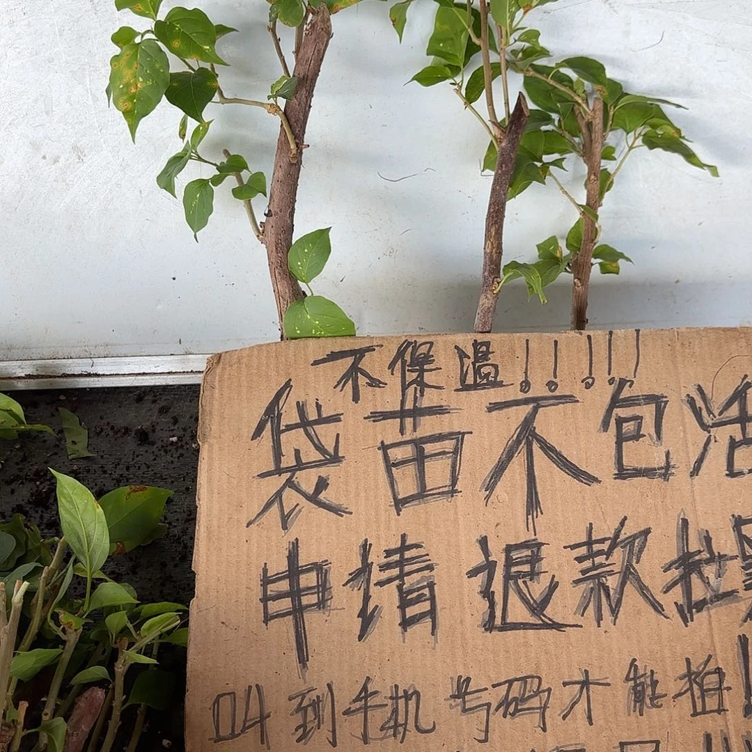 米***多无花朵袋苗盲盒三颗不包活8
