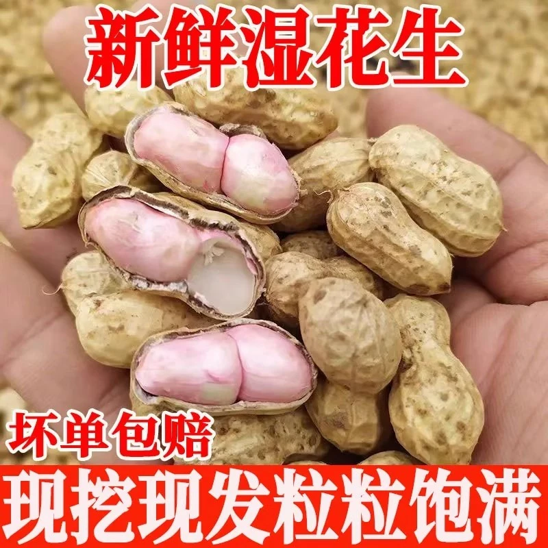 2025现挖现发新鲜湿花生带壳花生农家自种新鲜泥巴湿花生水煮花生