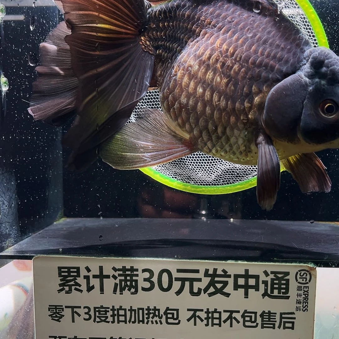 用***8海水鱼11111111111111