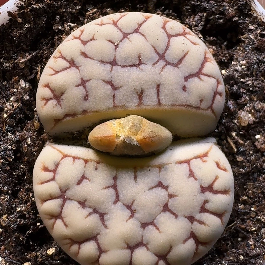 生石花111111。   223