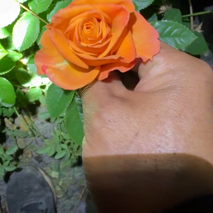 无花朵橙色帝国小苗