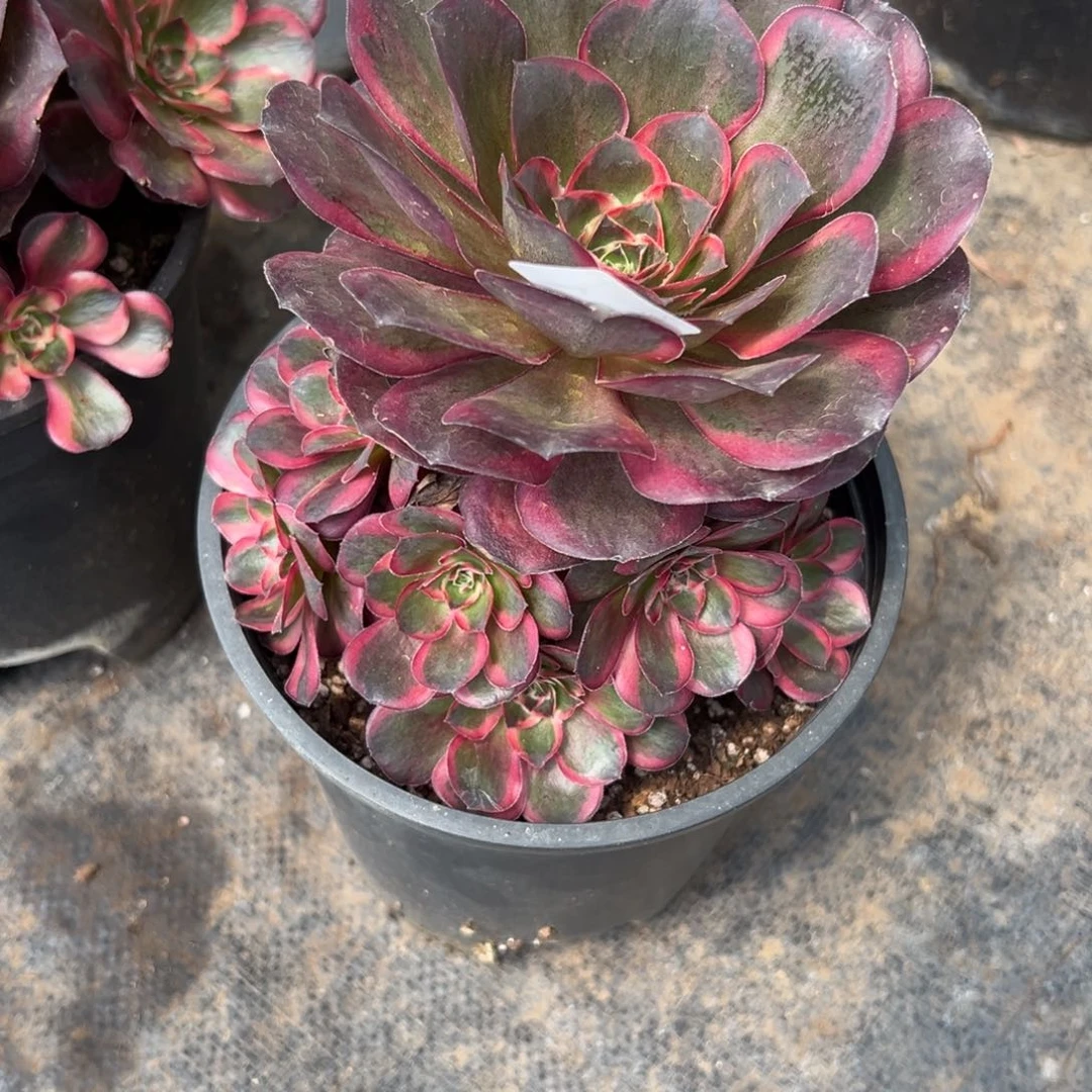 31纳福多肉植物系