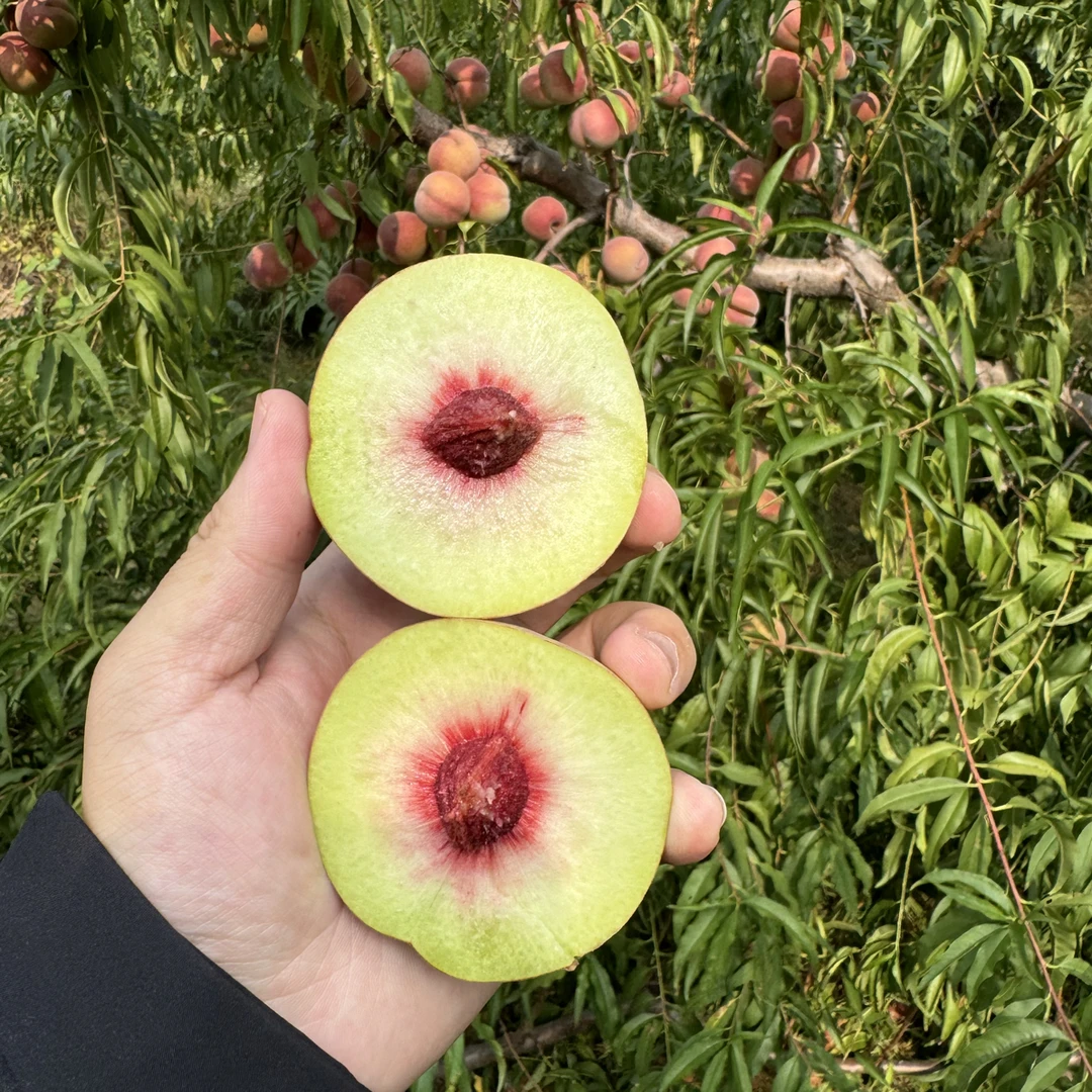 山东青州蜜桃小冬桃 3/5斤 又脆又甜 新鲜采摘