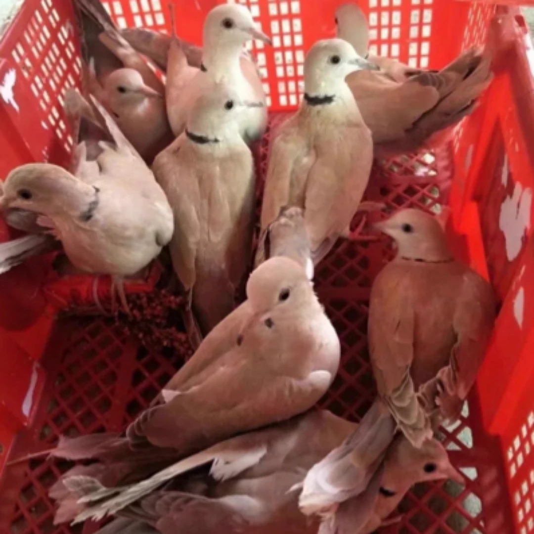 （已做公母鉴定）魔术鸽 不是肉鸽 浅灰 白色 深灰体重150克左右