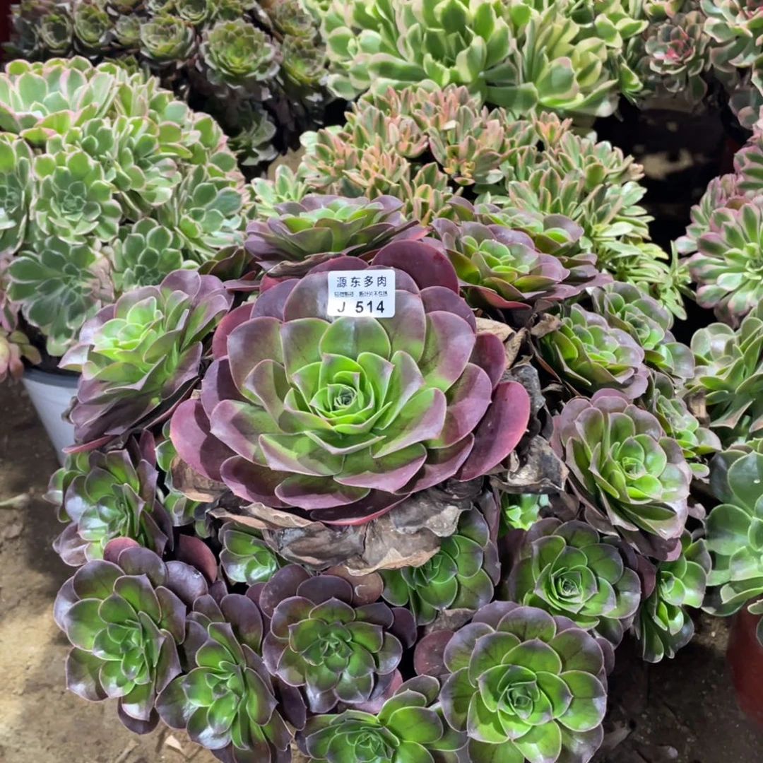 514魅金玫瑰多肉法师断枝不包