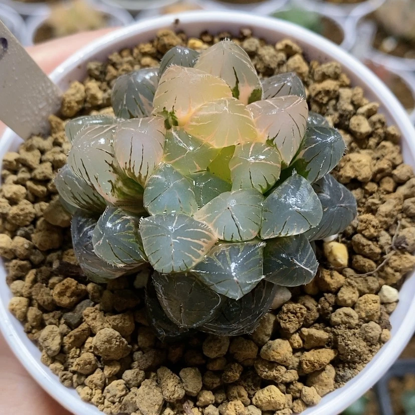 【闪购商品】118蓝镜玉露锦