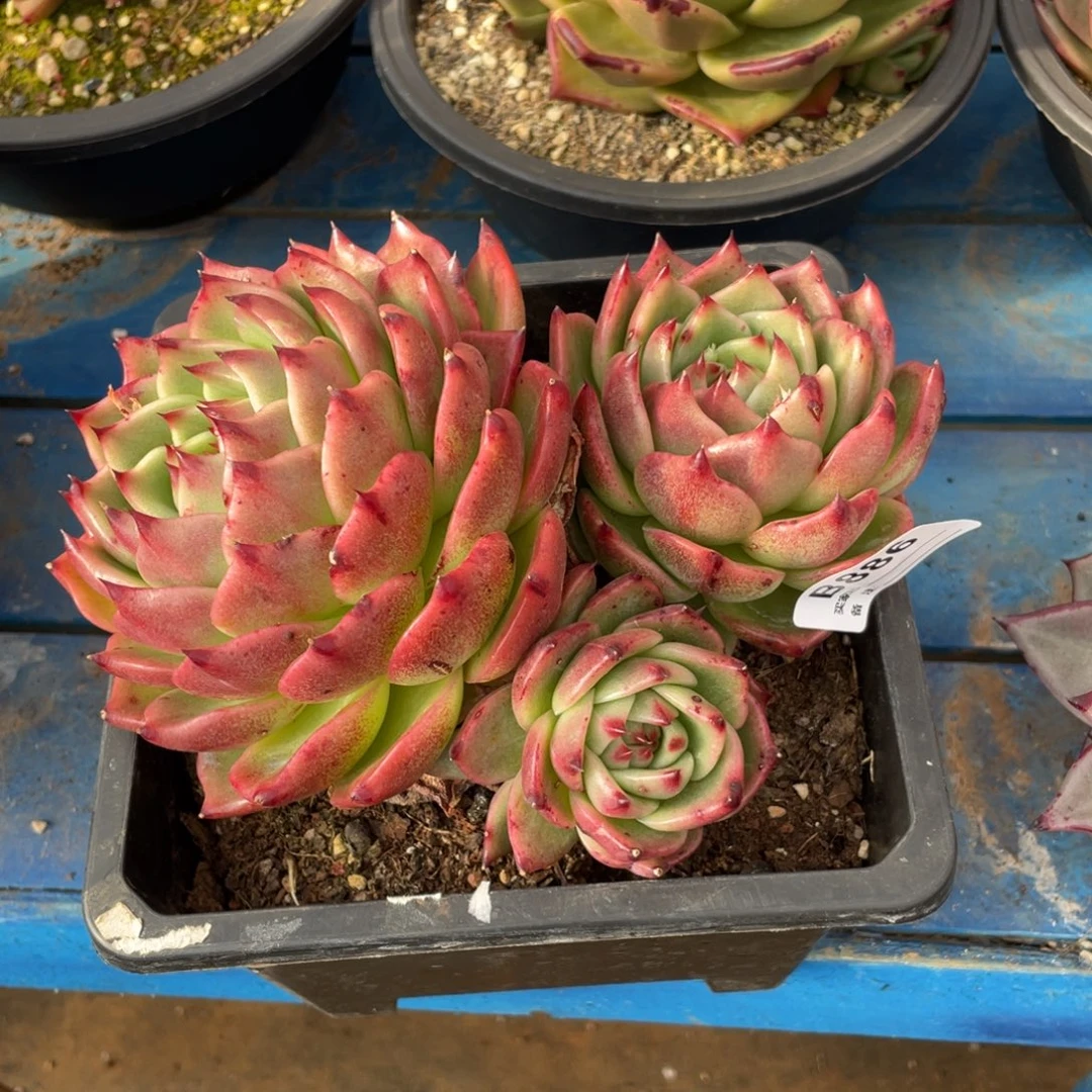 无花朵若如东云组拍B886