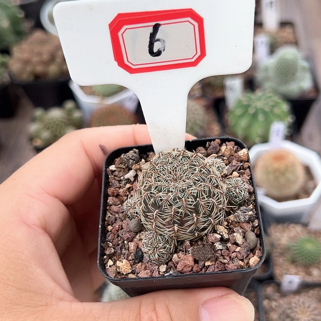 陈***姐6往事多肉园仙人球往事