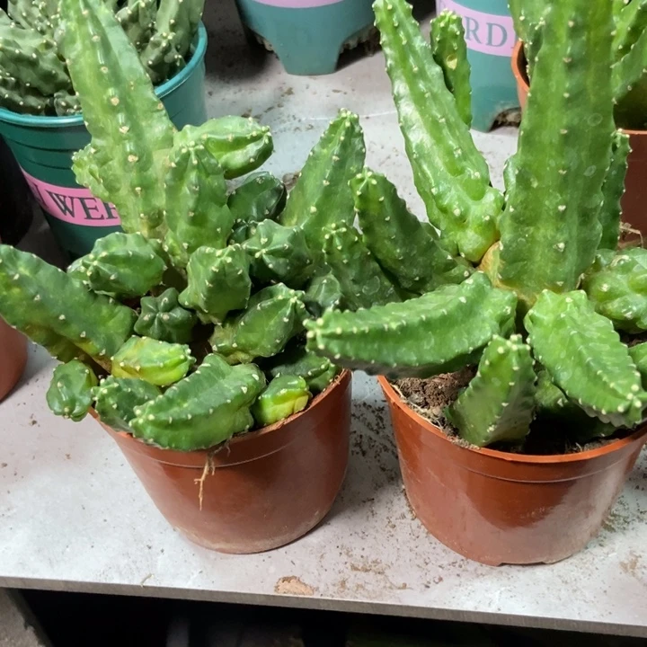 茉***花仙人球桃太郎两盆一物一拍