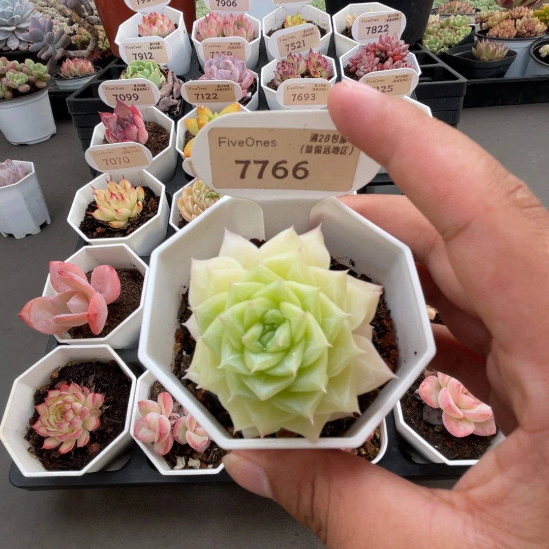7766翡翠  4.5厘米