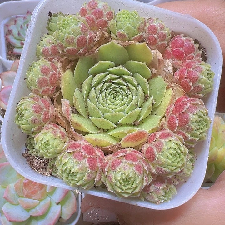 爱德华19包邮多肉植物