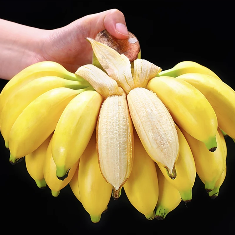 现摘广西小米蕉当季新鲜水果软糯整箱自然熟苹果蕉整串小香蕉粉蕉