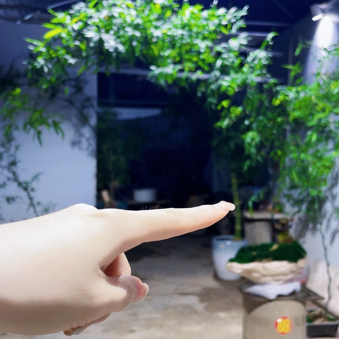 无花朵易**山小叶簕竹熟桩陶瓷盆一物一拍