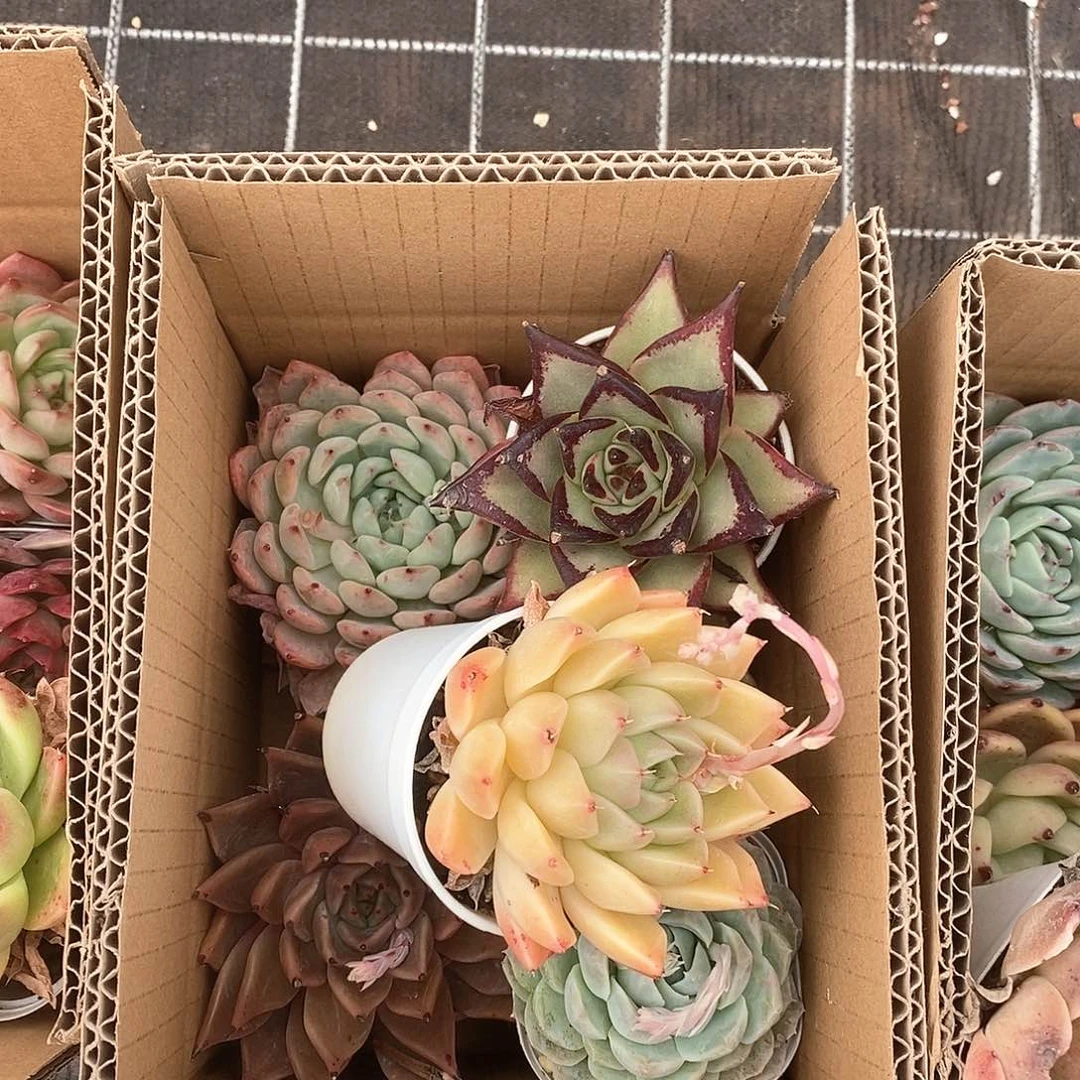 大满盆不重样配个乌木9.9包邮6028