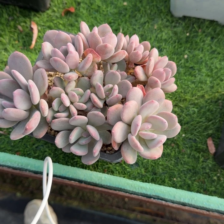 不知名多肉植物绿植