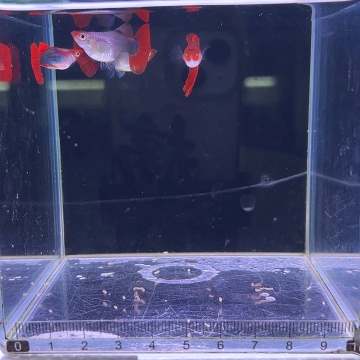 孔雀鱼红头折扇球2对