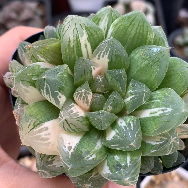 苏州玉露锦daiernvt