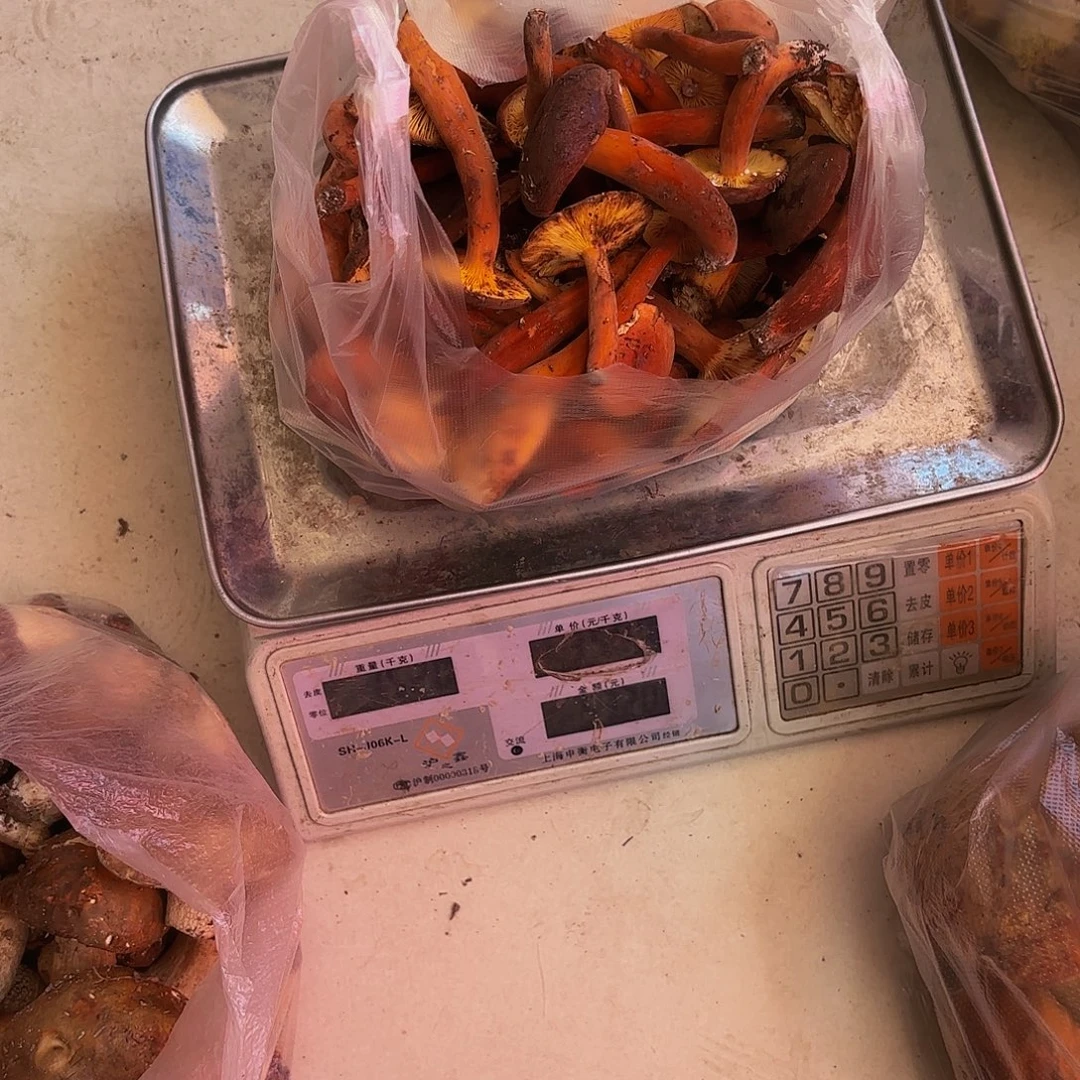 清***姐中国大陆奶浆菌油炸1.52斤