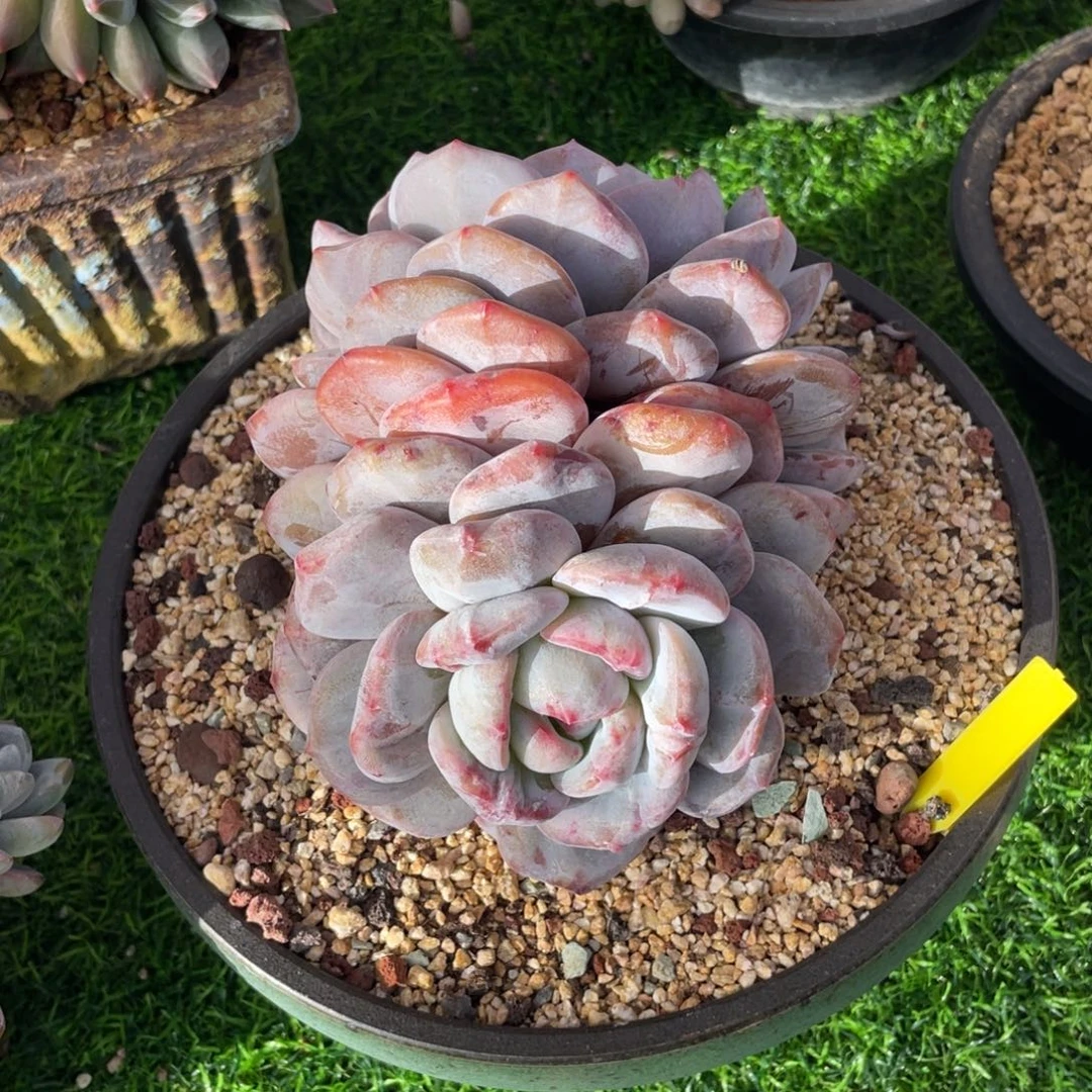 石化星影双头多肉植物一物一拍