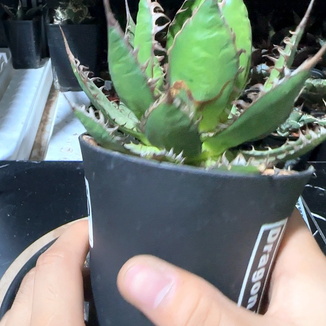 霍利达龙舌兰1111111