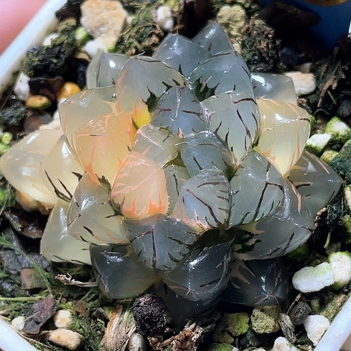 958水中月锦特选福利