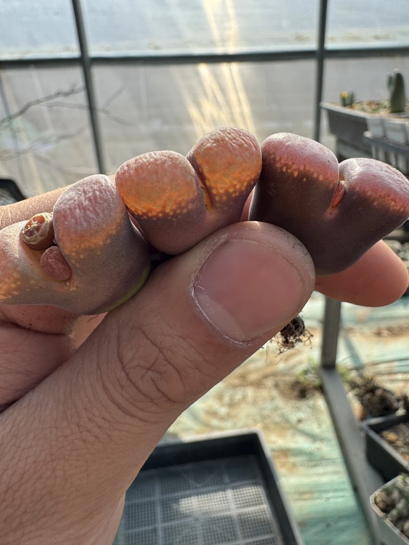 55多肉植物肉锥血红麒麟一颗