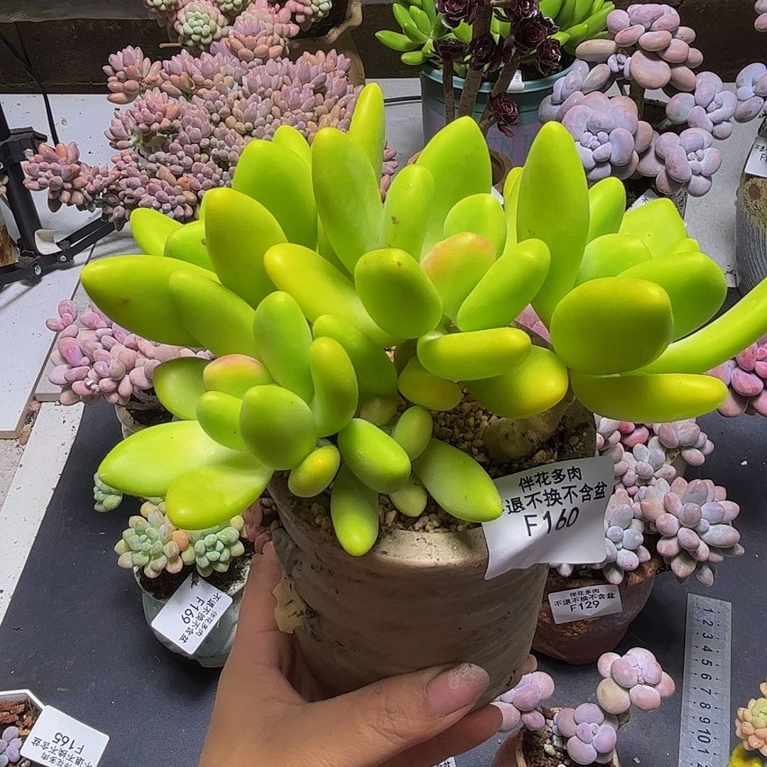 用***8芒果奶酪160/13cm多肉