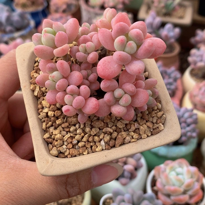 精控鱼子酱多肉一物一拍