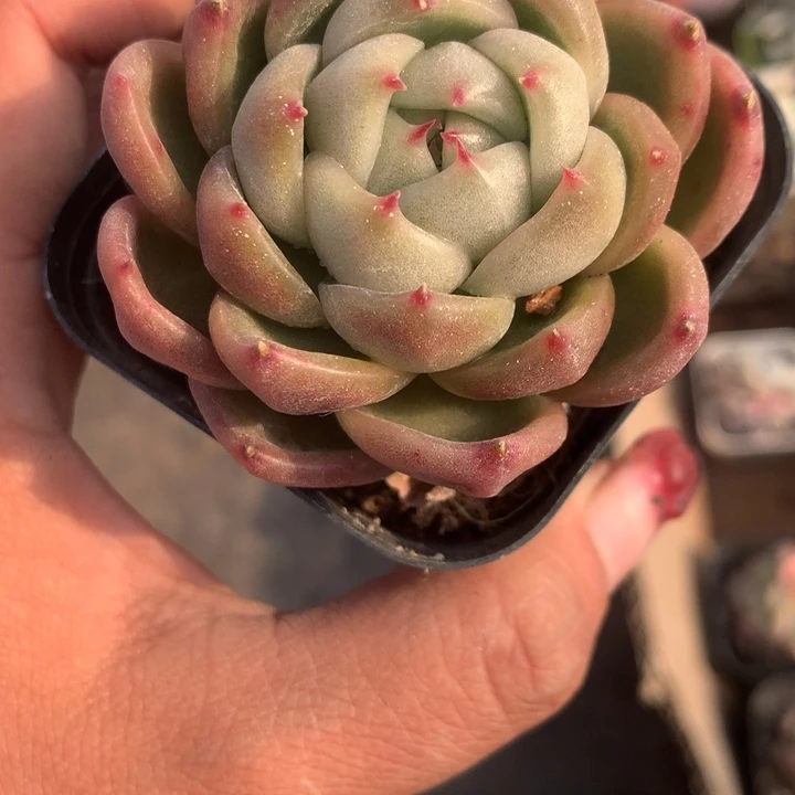 冰宝龙  （不满9.99发空盆需要拍保温不拍扣1颗多肉）