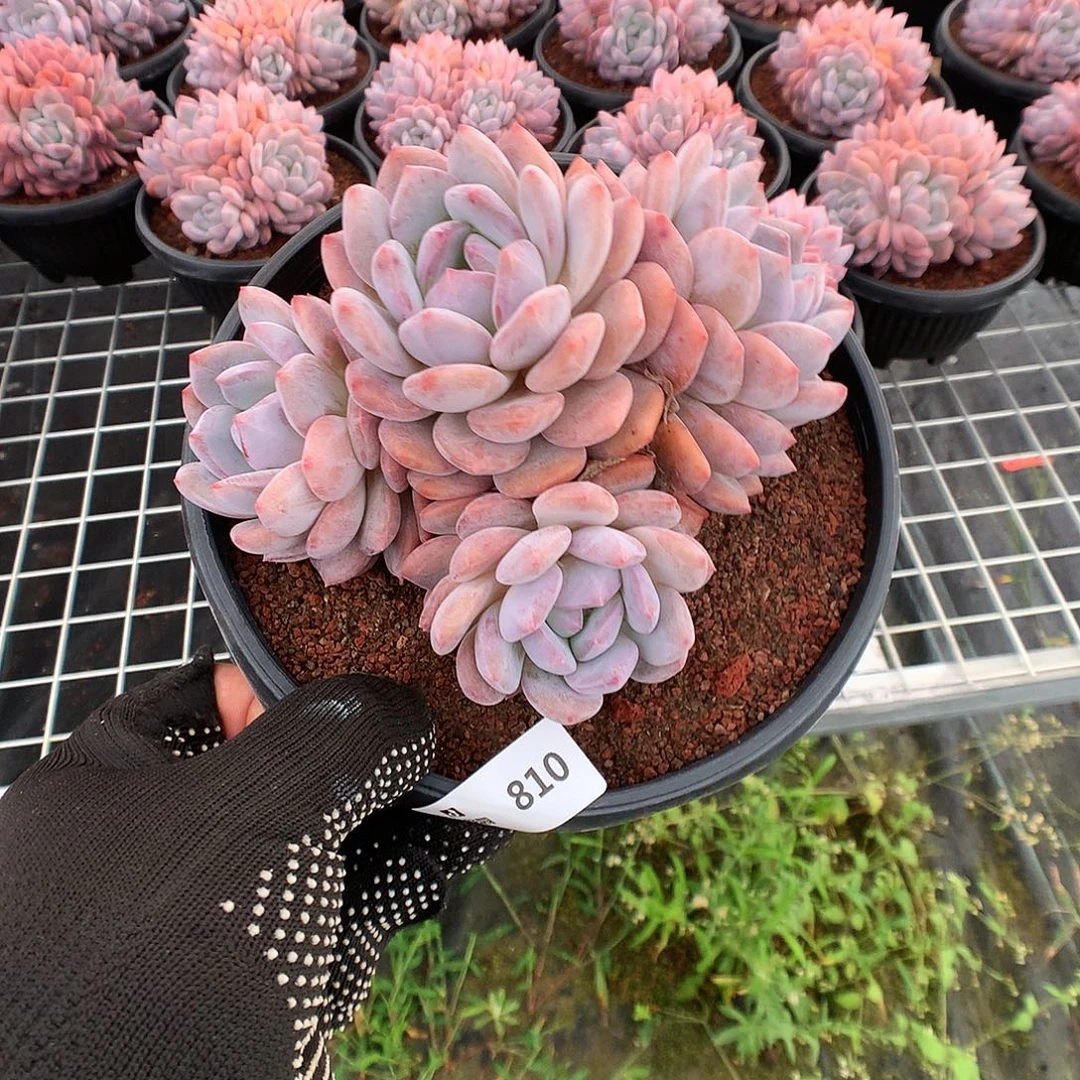810韩橙多肉植物66