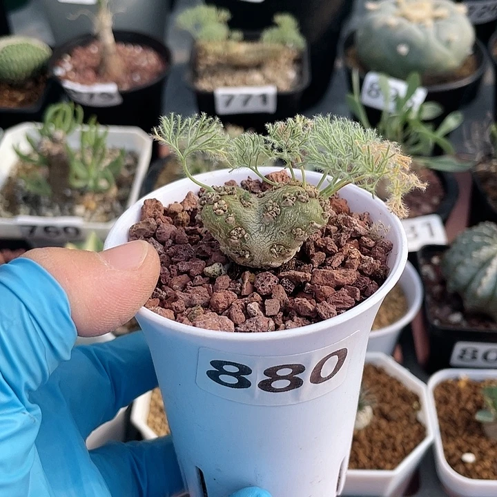 仁***水880白皮月界块根植物
