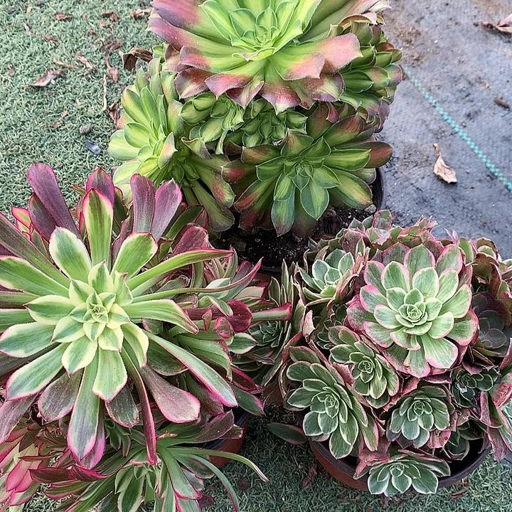 200三颗多肉植物
