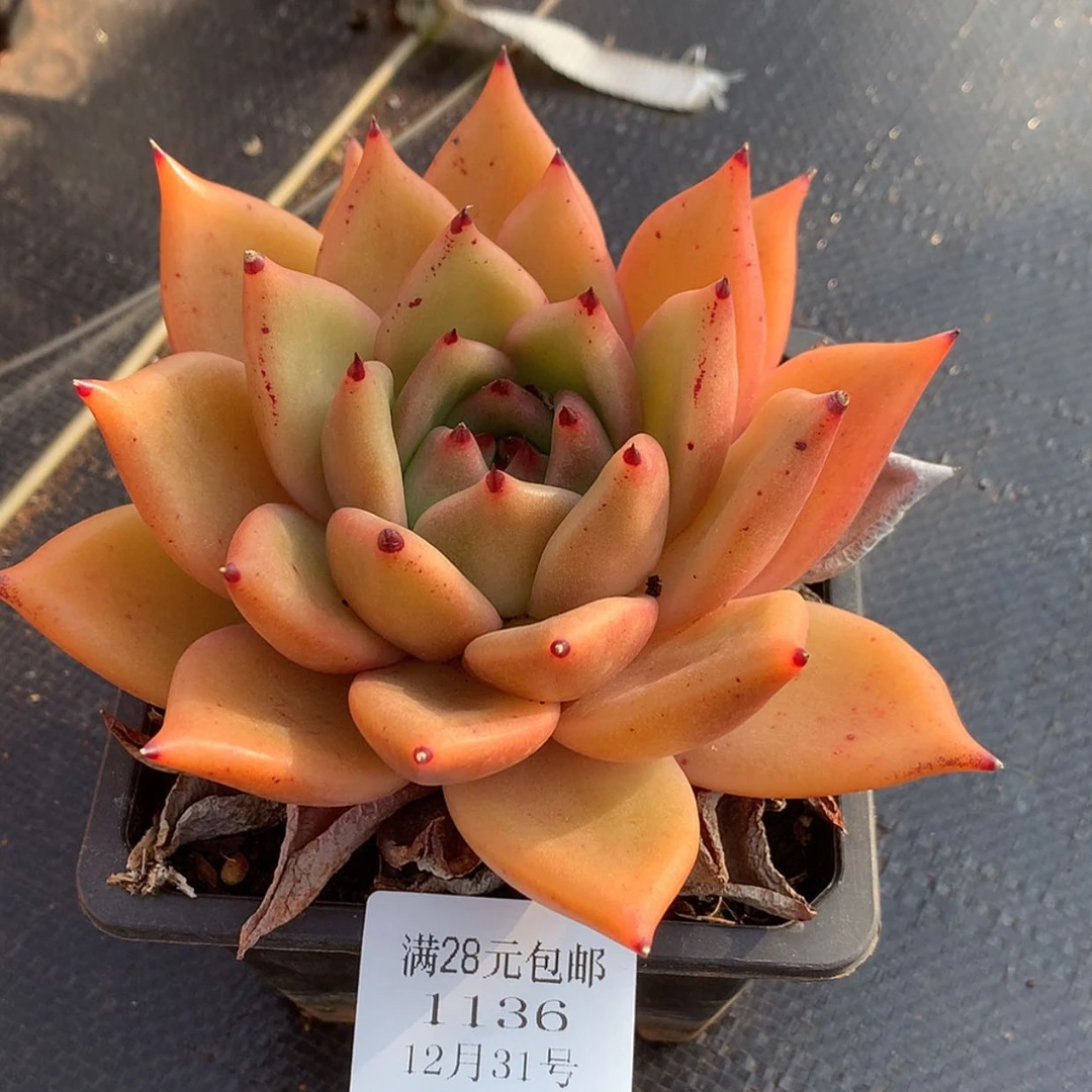 【闪购商品】云1136号黄金东云14厘米