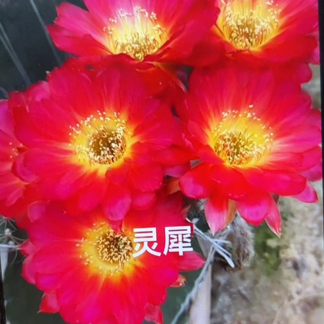 2颗灵犀丽花侧牙20包邮25