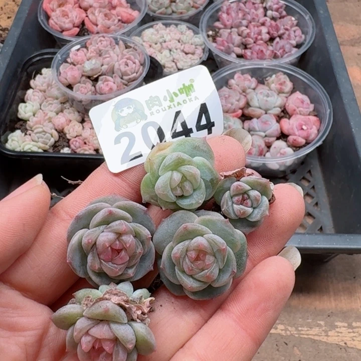 一**贝多肉植物多肉植物