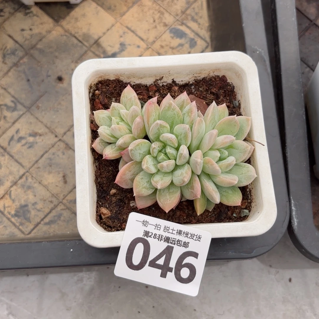 麦克白无盆土发货