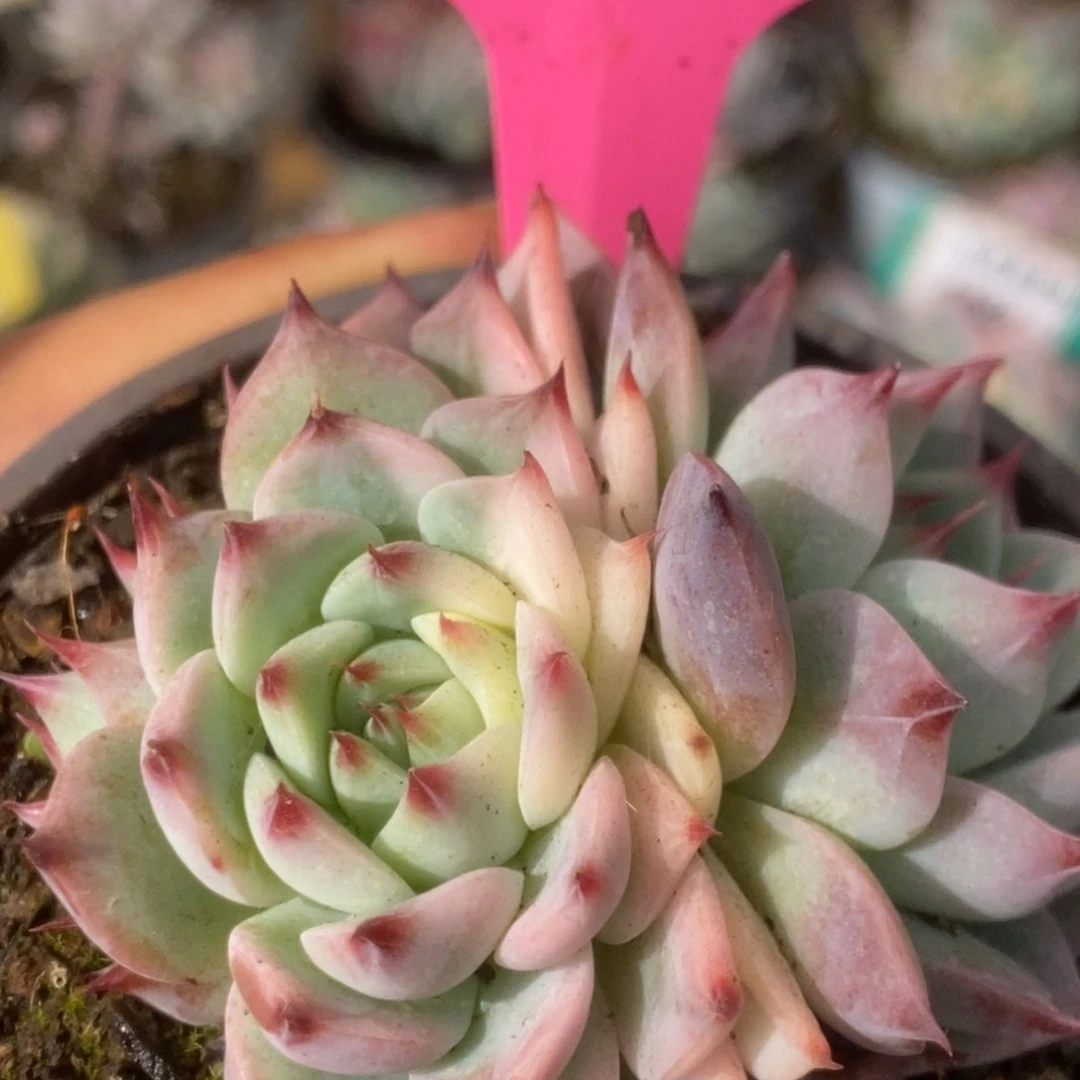 522锦锦锦锦锦锦