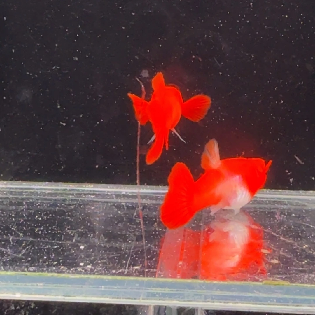 孔雀鱼鸿运当头双份水1对