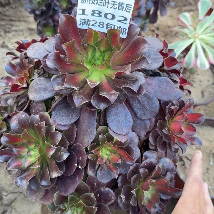 梅***花1802三号棚红日多肉A