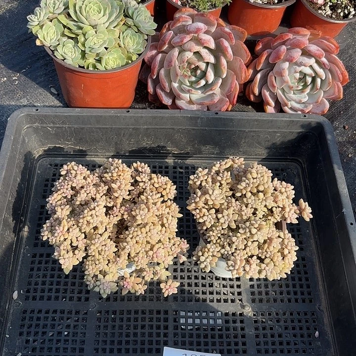 完全开放姬秋丽105