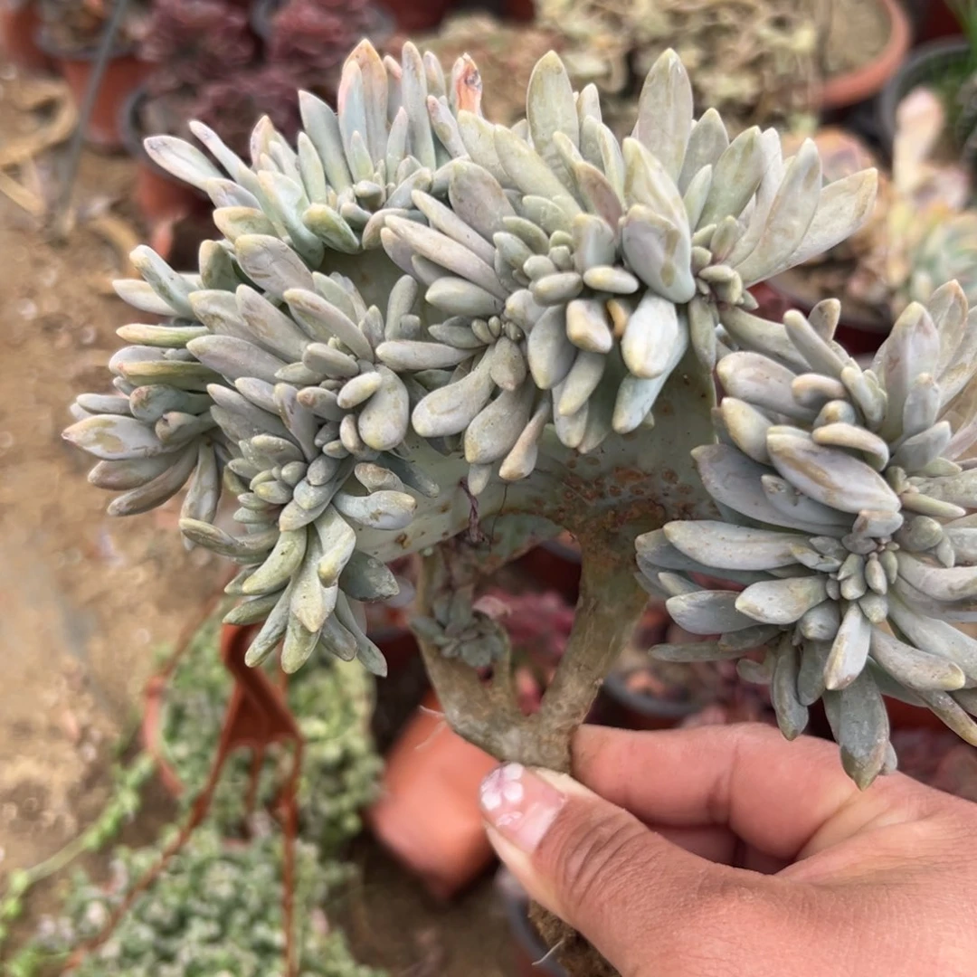 多肉植物多肉植物